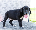 Small #16 Great Dane