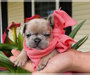 French Bulldog Puppy for Sale in LEBANON, Kentucky USA