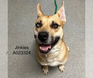 Australian Shepherd-Unknown Mix Dogs for adoption in Palmetto, FL, USA