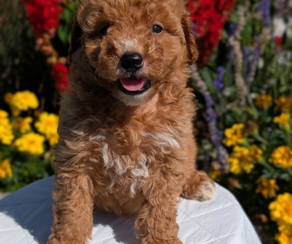 Medium Photo #10 Goldendoodle (Miniature) Puppy For Sale in GOSHEN, IN, USA