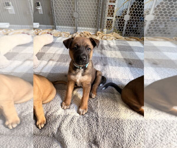 Medium Photo #1 Mutt Puppy For Sale in Imlay City, MI, USA