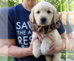 Small #2 Golden Retriever