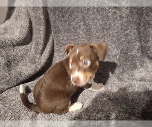 Rat Terrier-Teddy Roosevelt Terrier Mix Puppy for sale in FREEPORT, FL, USA