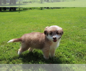 Aussie-Poo Puppy for sale in SHILOH, OH, USA
