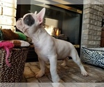 Small Photo #22 French Bulldog Puppy For Sale in OSHKOSH, WI, USA