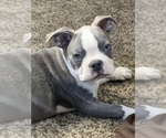 Puppy Puppy 3 Boston Terrier