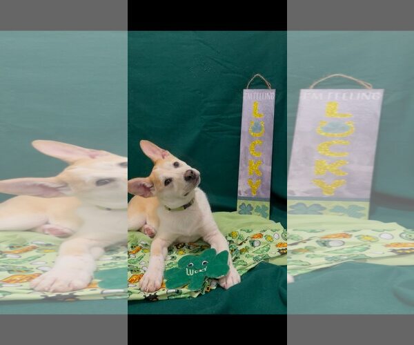 Medium Photo #4 American Pit Bull Terrier-Siberian Husky Mix Puppy For Sale in Turlock, CA, USA