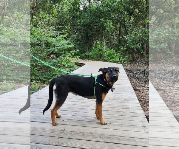 Medium Photo #19 Rottweiler-Unknown Mix Puppy For Sale in Houston, TX, USA