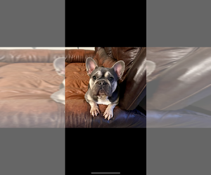 Mother of the French Bulldog puppies born on 10/22/2025