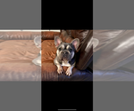 Small Photo #1 French Bulldog Puppy For Sale in HILTON, NY, USA