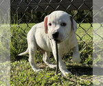 Small Photo #3 Bulldog-Unknown Mix Puppy For Sale in Tarrytown, GA, USA