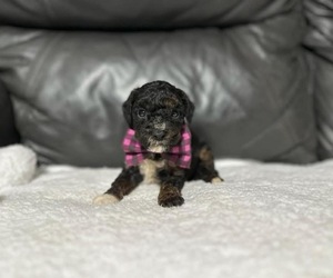 Cavapoo Puppy for sale in CAMPBELLSVILLE, KY, USA