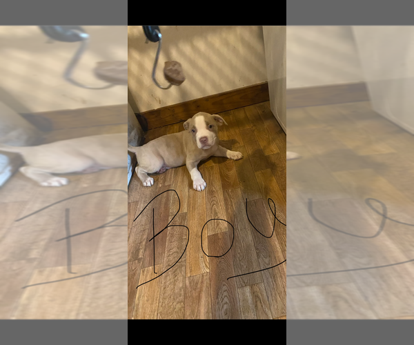 Medium Photo #1 American Bully Puppy For Sale in PELAHATCHIE, MS, USA