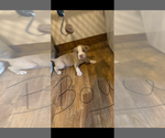 Puppy King American Bully
