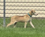 Small Labrador Retriever Mix