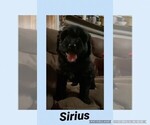 Small Photo #7 F2 Aussiedoodle Puppy For Sale in OLIVE BRANCH, MS, USA