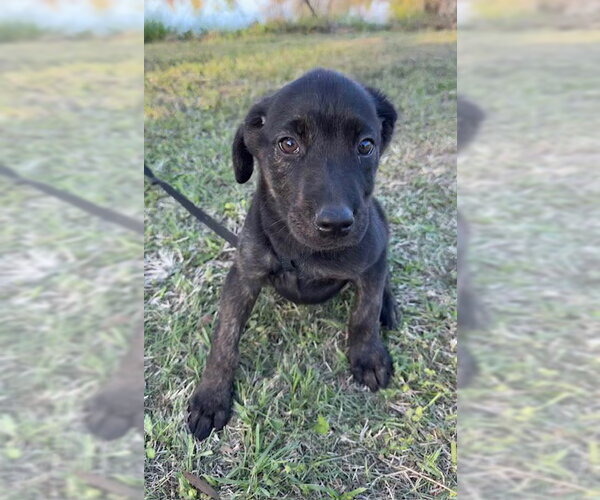 Medium Photo #5 Mutt Puppy For Sale in Tarrytown, GA, USA