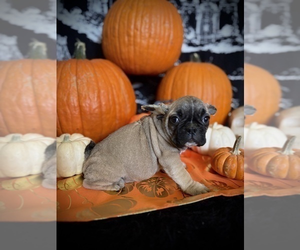 Medium Photo #8 French Bulldog Puppy For Sale in YUCCA VALLEY, CA, USA