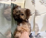 Small #3 Maltipoo