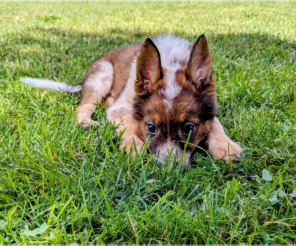 Medium Photo #10 German Shepherd Dog-Unknown Mix Puppy For Sale in Sandy, UT, USA