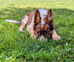 Small #9 German Shepherd Dog Mix