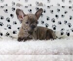 Small Photo #3 French Bulldog Puppy For Sale in VERO BEACH, FL, USA