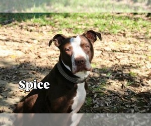 American Pit Bull Terrier-Unknown Mix Dogs for adoption in Germantown, OH, USA