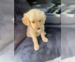 Small #1 Golden Retriever