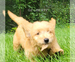 Puppy Liberty Goldendoodle (Miniature)
