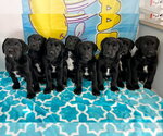 Small #1 Labrador Retriever Mix