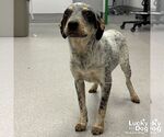 Small #2 Mutt