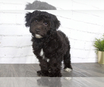 Small Photo #2 YorkiePoo Puppy For Sale in RED LION, PA, USA