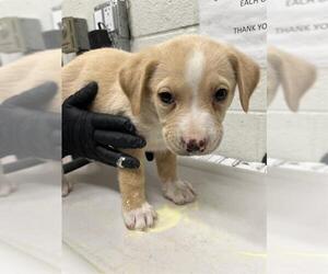 Labrador Retriever-Unknown Mix Dogs for adoption in Chula Vista, CA, USA