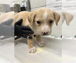 Small Labrador Retriever Mix
