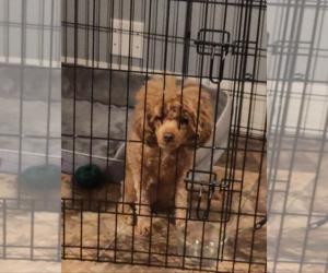 Mera Jun 26 in Foster in Charlotte, NC - Female Poodle (Toy) Dog for Adoption - Photo #6