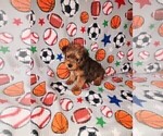 Puppy Ricky Yorkshire Terrier