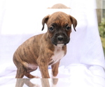 Small Photo #3 Boxer Puppy For Sale in SHILOH, OH, USA