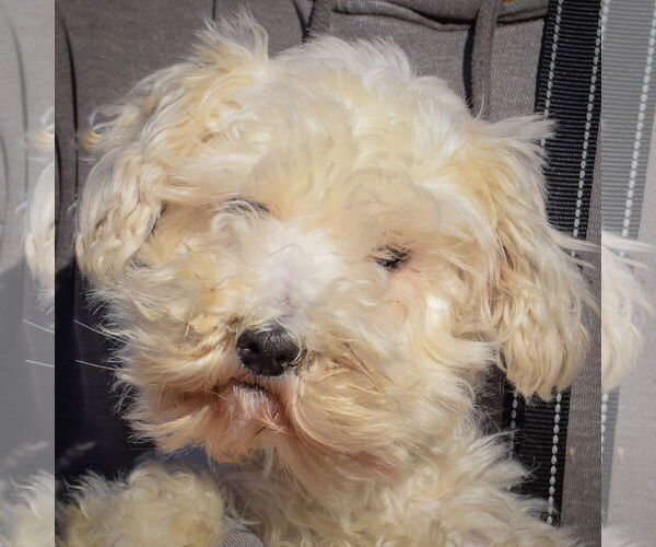 Medium Photo #1 Mutt Puppy For Sale in Huntley, IL, USA