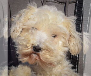 Mutt Dogs for adoption in Huntley, IL, USA