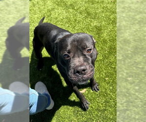 Boxer-Unknown Mix Dogs for adoption in Hilton Head, SC, USA