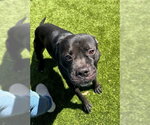 Small Boxer Mix