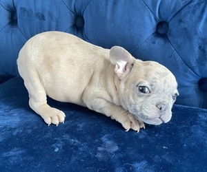 French Bulldog Puppy for sale in DAYTON, OH, USA