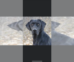 Small Photo #1 Labrador Retriever Puppy For Sale in GERBER, CA, USA