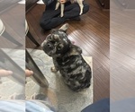 Small Photo #1 French Bulldog Puppy For Sale in LEHIGH ACRES, FL, USA