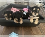 Small Photo #2 Yorkshire Terrier Puppy For Sale in DANVILLE, CA, USA