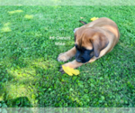 Small #22 American Mastiff-Saint Bernard Mix