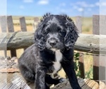 Small Photo #9 Goldendoodle Puppy For Sale in CHEYENNE, WY, USA