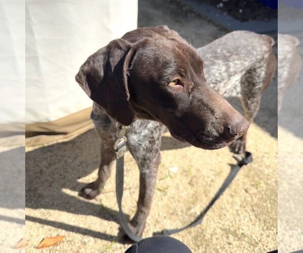 Medium Photo #2 German Shorthaired Pointer Puppy For Sale in Menlo Park, CA, USA
