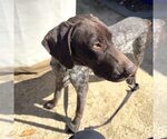 Small #1 German Shorthaired Pointer