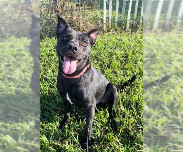 Medium Photo #2 Staffordshire Bull Terrier Puppy For Sale in Rosenberg, TX, USA